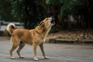 how to stop a dog from barking​