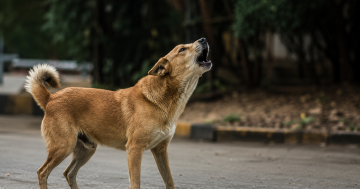 how to stop a dog from barking​